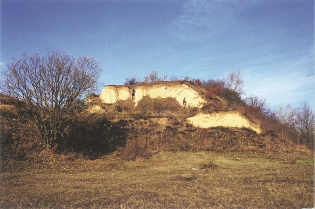 A Morva-plató 4. és 5. sz. teraszkavicsaira települt löszrétegei (Fotó: Kis É.)
